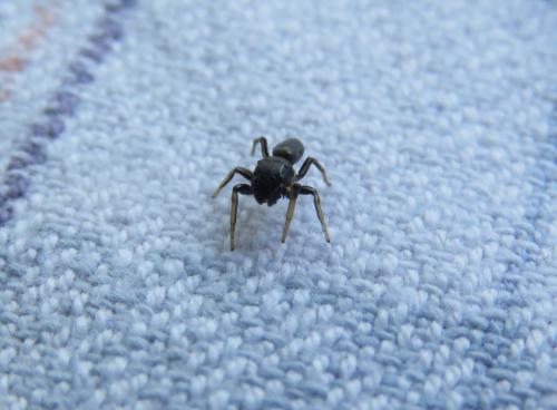Heliophanus cupreus